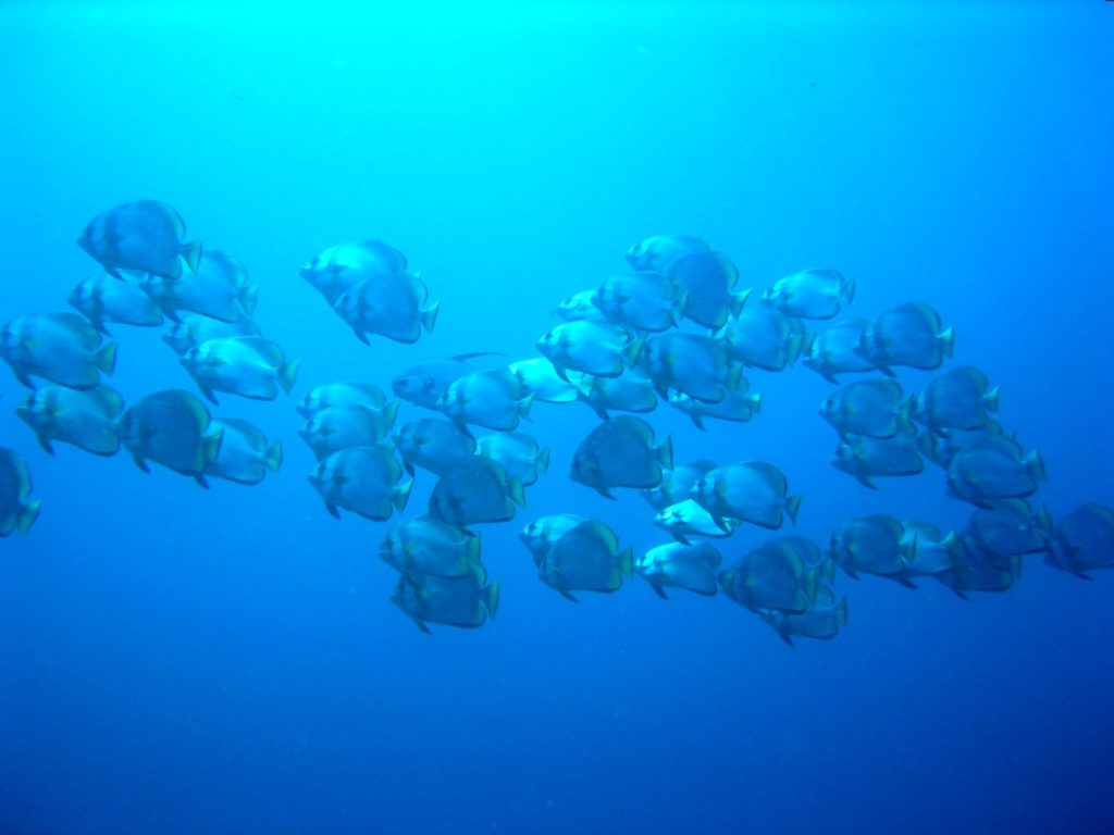 Fukui school of batfishes