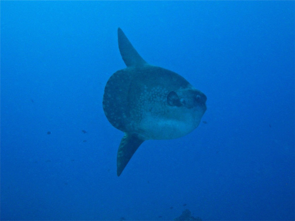 Mola Mola