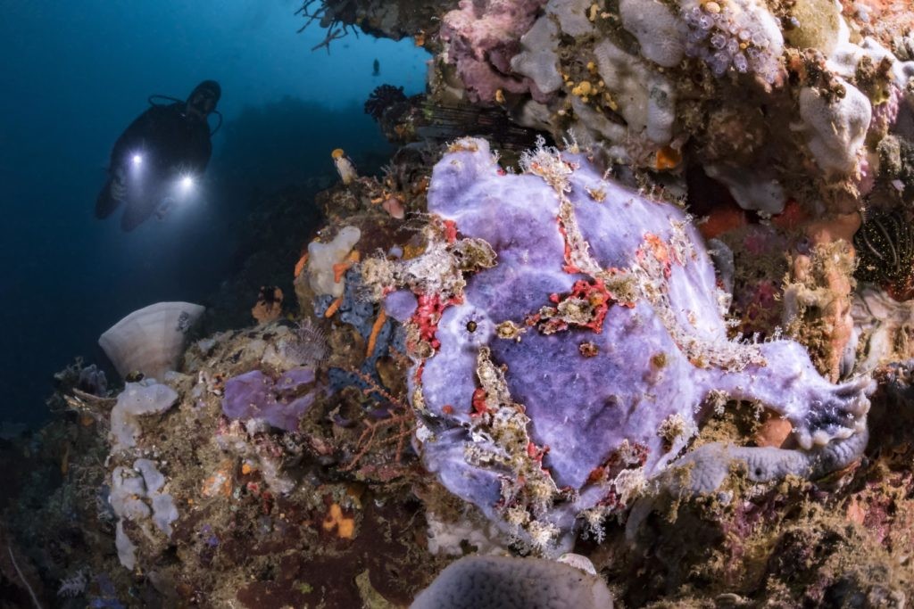 Murex Bangka Giant Frogfish