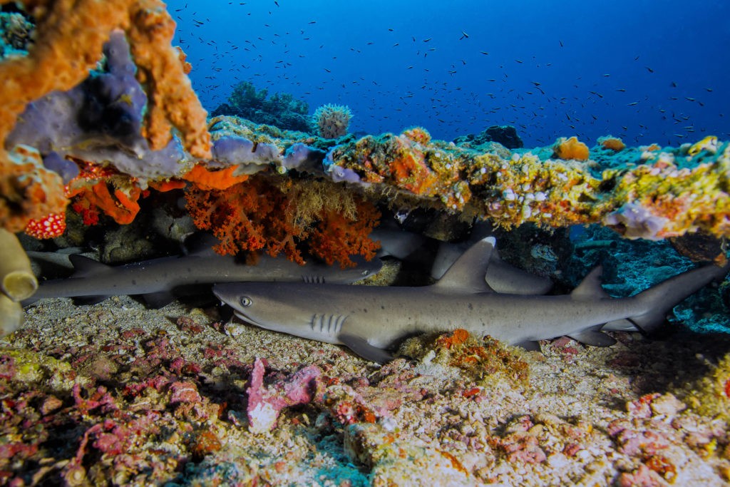 Murex Bangka Whitetip Sharks