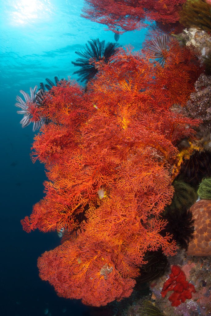 Murex Bangka gorgonian