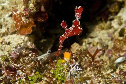 Red Robust Ghost Pipefish