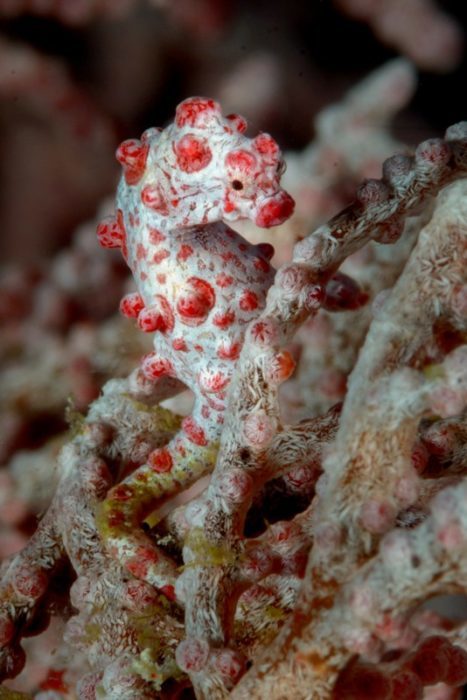 bargibanti pygmy seahorse weda resort e1645562482559