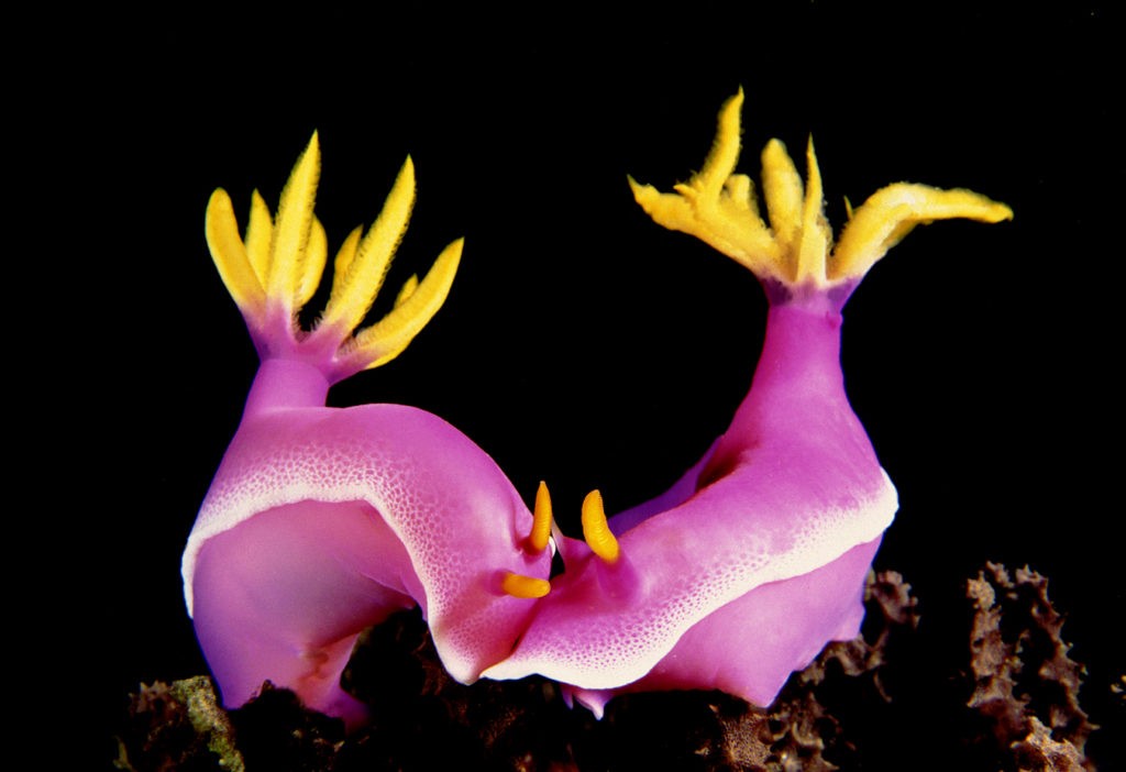 bsdr hypselodoris apolegma nudi