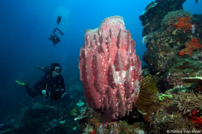 coral reef diving weda resort halmahera 10 e1645561914748