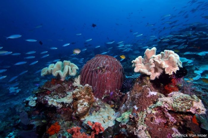 coral reef diving weda resort halmahera 18 e1645562386414