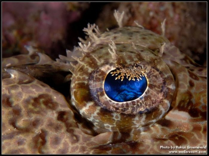 crocodilefish diving weda resort halmahera e1645561959485