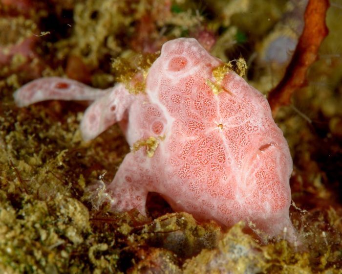 frog fish diving weda resort halmahera e1645561707159