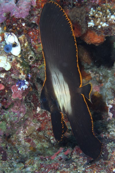 juvenile batfish diving weda resort halmahera