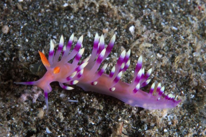 nudibranch diving weda resort halmaher 4 e1645561489570