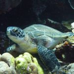 11149576_850257071738069_3346411602736970429_o