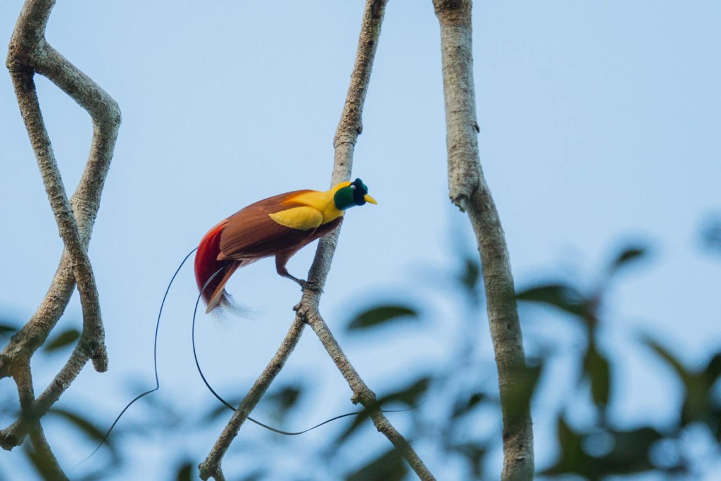 3. Red Bird of Paradise Trip Charles Ryan 1