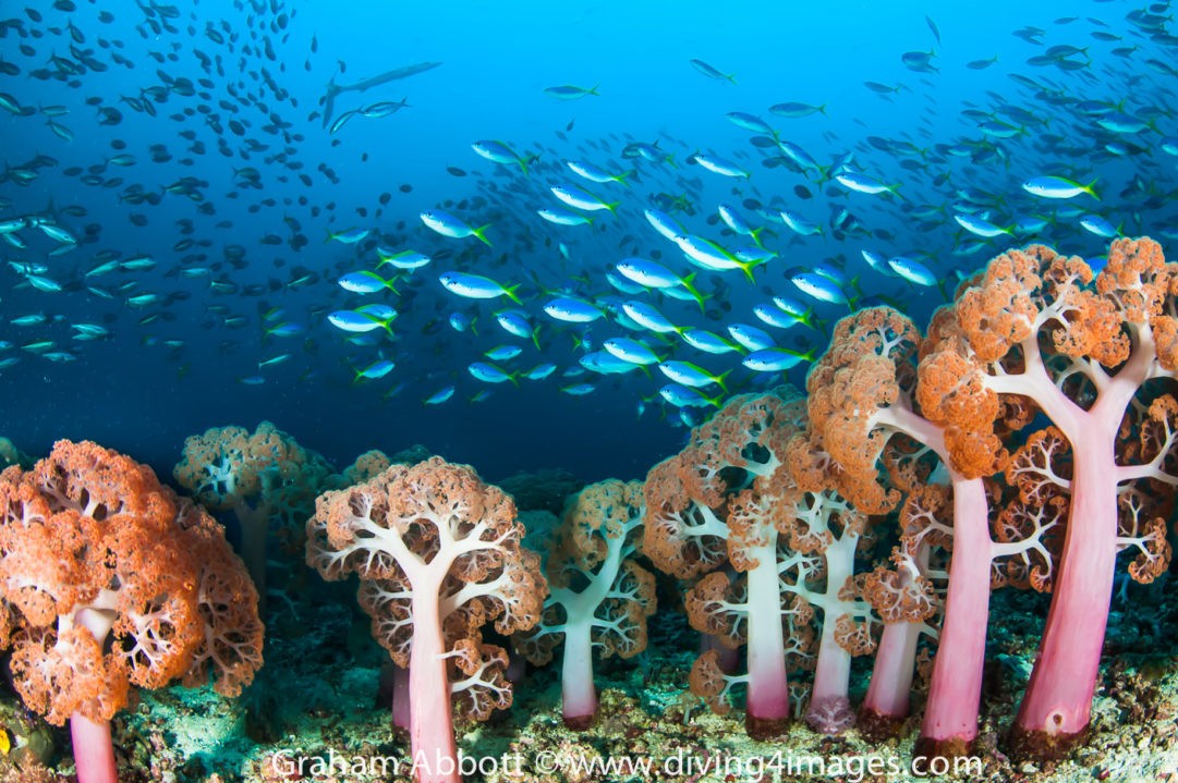 Dykning ved Pulau Batanta