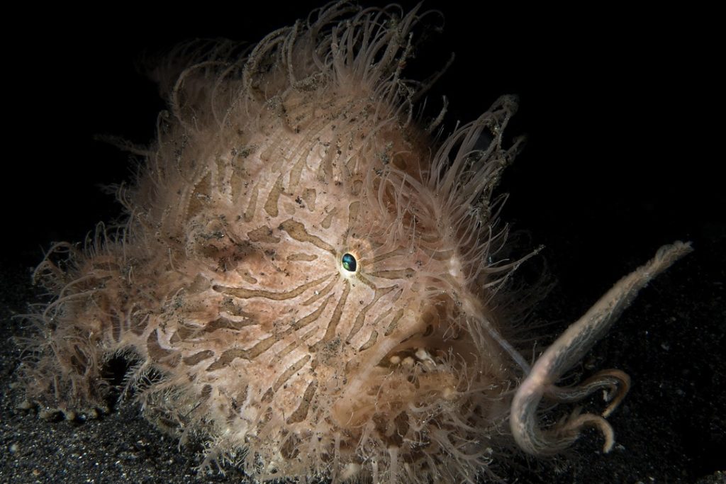 bsdr hairy frogfish2 e1646942199114