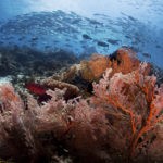 Dive-Soft-Coral-Schooling-Jacks-1200x800