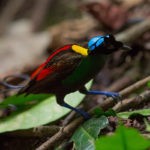 Wilson-Bird-of-Paradise-1200x800-1