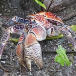 coconut-crab-1200x800-pixabay