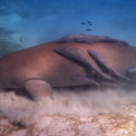 dugong-1200x800