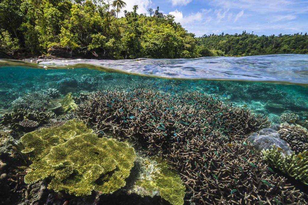 nature clear water reef jungle 1200x800 1