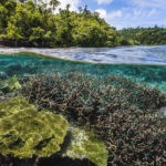 nature-clear-water-reef-jungle-1200x800-1