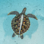 turtle-fish-1200x800-1