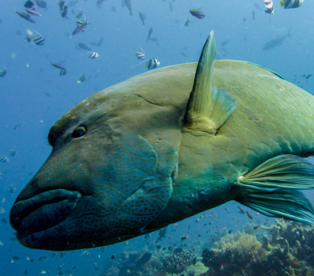 napoleon wrasse