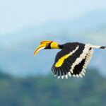 hornbill-borneo